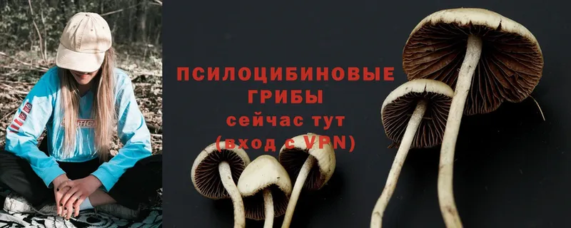 KRAKEN tor  Бирюсинск  Галлюциногенные грибы Magic Shrooms 